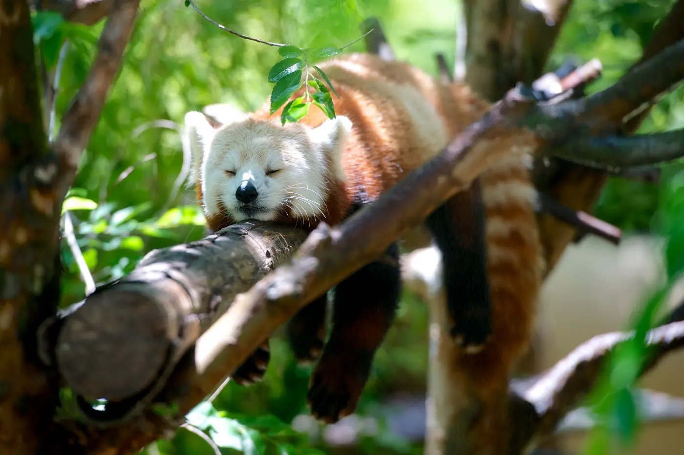 Dask and pandas: There’s No Such Thing as Too Much Data